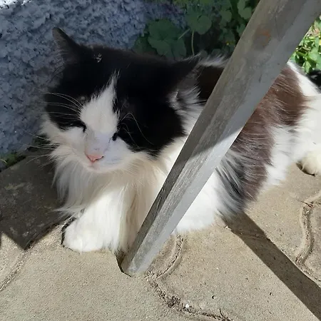 Brunnsteffl - Lindner *