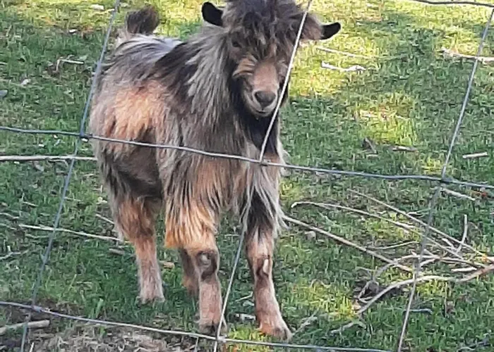 Brunnsteffl - Lindner *